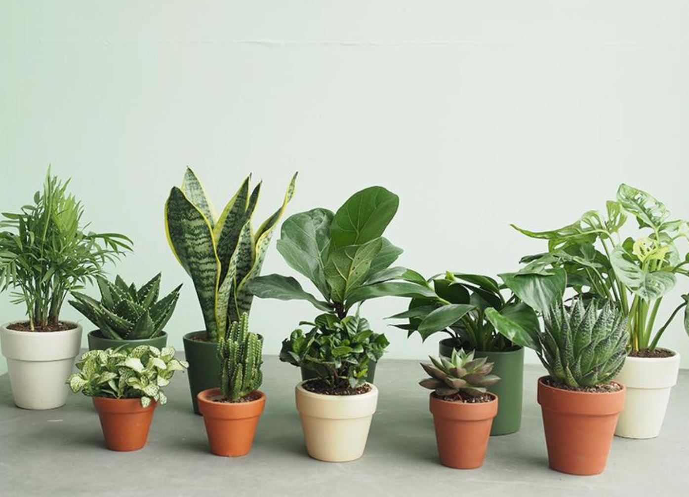 Những lưu ý khi chăm sóc cây phong thủy hợp mệnh Mộc